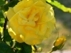 Yellow Rose