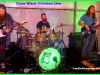 Crow Black Chicken Live In Monaghan