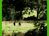 Tipperary Horses